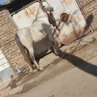 اسب عرب