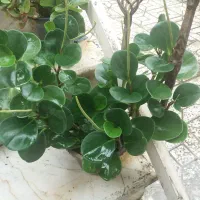 گل همه ۲۰۰ و  یه جفت پشتی دستباف