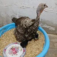 بوقلمون ماده