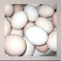 تخم نطفه دار برهما
