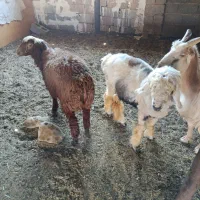 بره|حیوانات مزرعه|شیراز, سلطان آباد|دیوار