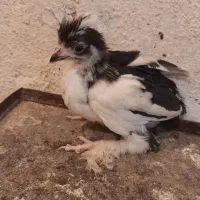 جوجه لهستانی جوجه گلین ورسمی