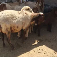 ۵ راس میش و بره