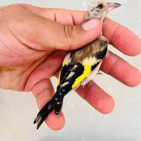 جوجه سهره نر بیخ چنگ دار رنگ روشن استان فارسی