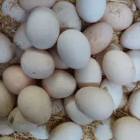 تخم مرغ گلین لری نطفه دار