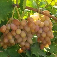 دنبال تغذیه آخر فصل باغتی به ما پیام بده