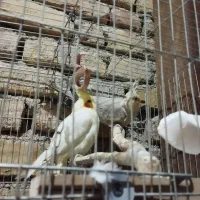 سلام یه جفت عروس هلندی نروماده