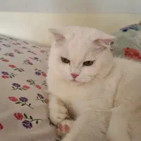 گربه برای جفتگیری