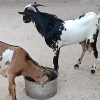 نری|حیوانات مزرعه|قشم, |دیوار