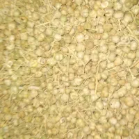 اسپند فروشی موجوده