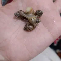 فروش جوجه حلزون آلبینو به قیمت 5 و 10هزار تومان