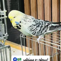 مرغ عشق انگلیسی نر درشت مست