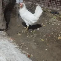 7عدد مرغ تخمگذار