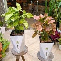 سینگونیوم، آگلونما پینگ لیدی، پیاز گل نرگس، سنبل