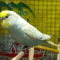 مرغ عشق نر رینبو