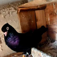 کفتر|پرنده|مسجد سلیمان, |دیوار