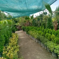 یاس هلندی کامیس نوعل پالم شمشاد