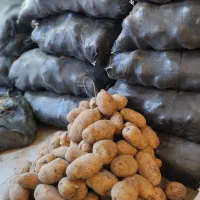 پوست گیری سیب زمینی