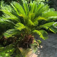 سیکاس نر