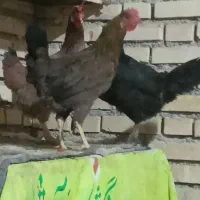 مرغ