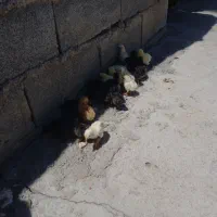 جوجه
