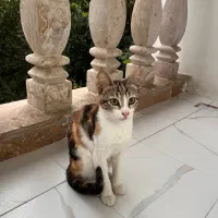 واکذاری بچه گربه ماده