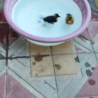 جوجه اردک