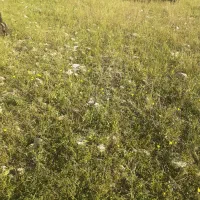 صاحب گله بز شو با کمترین هزینه