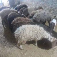 دامداری مهدوی