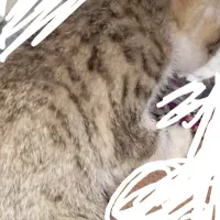 بچه گربه