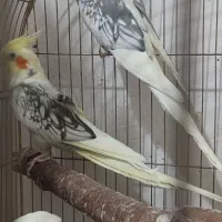 عروس هلندی مولد
