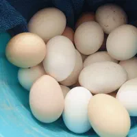 تخم مرغ محلی کوردی