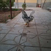 فروش خروس