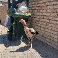 جوجه خروس لاری ۱۱ ماهه دانگ بالا