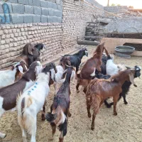 بزغاله نر دو رگ پاکستانی