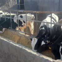 گوساله قطع شیر