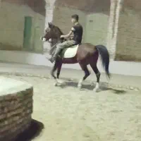 نریون سواری دار پنج نشان آس