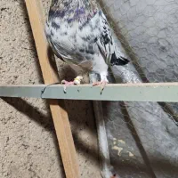 کفتر سرور