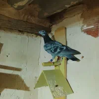 کبوترمسابقه