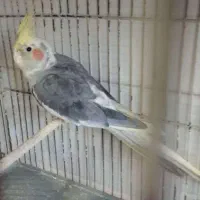 یک جفت عروس هلندی نروماده سالم تضمینی