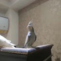 فروش عروس هلندی ۲ ماهه