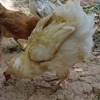 مرغ کرک کرچ