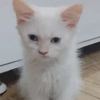 گربه نر اسکاتیش چین چیلا