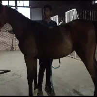 کره مادیان کرد فروشی