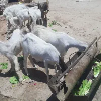 بز دو رگه