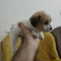 توله