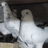 کبوتر