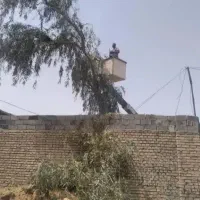 قطع نخل وهرسکاری درختان چاله زدن چمن بریدن درخت