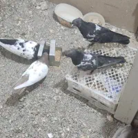 کبوتر پشت سفید