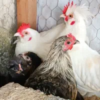 مرغ و خروس زینتی پاپری